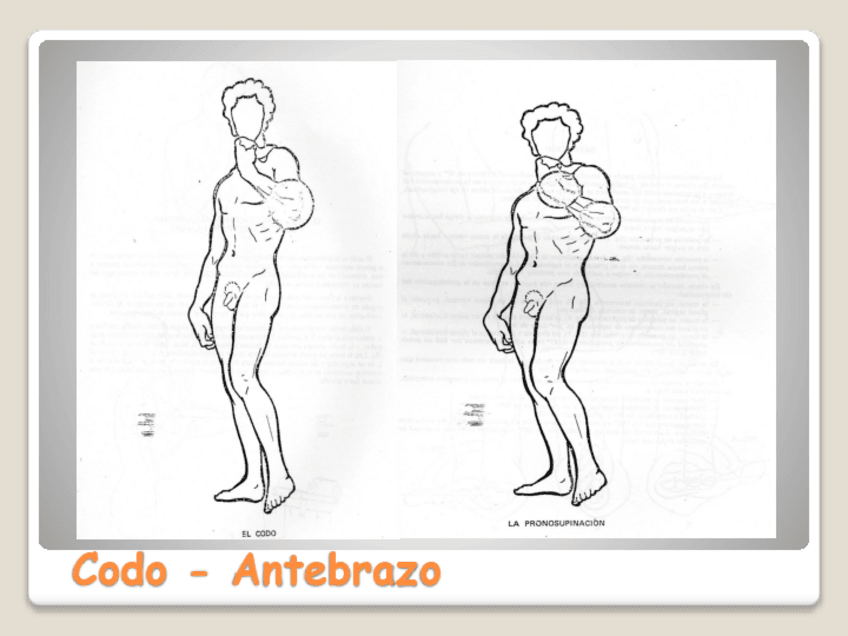 Miniatura del documento MusculaturaCodo-Muneca.pdf