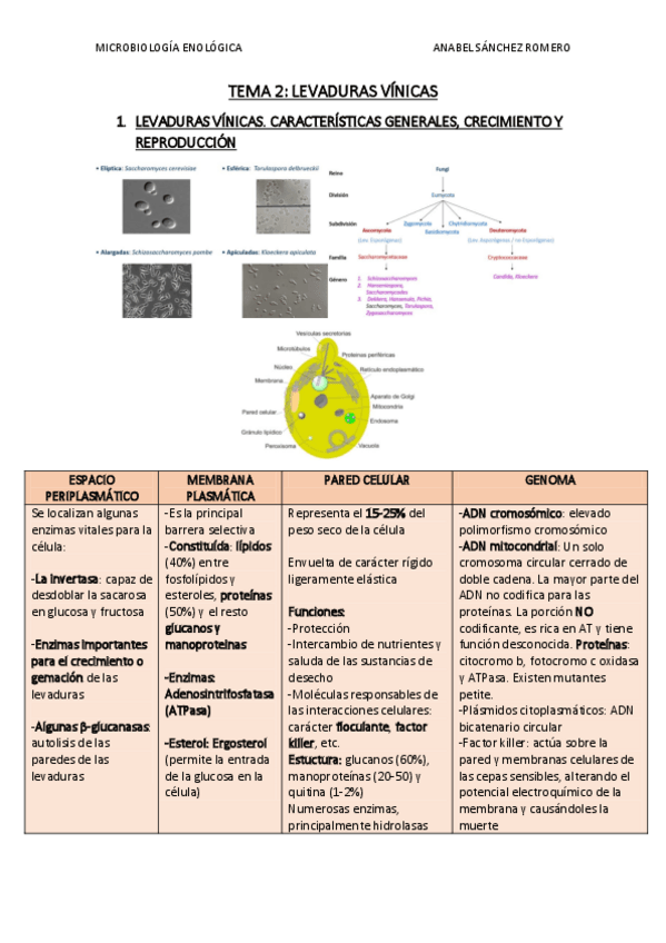 Miniatura del documento RESUMEN-TEMA-2.pdf