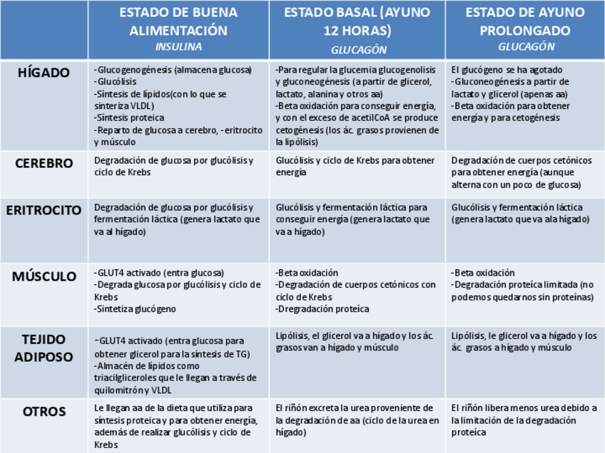Miniatura del documento Tabla-resumen-metabolismo.pdf