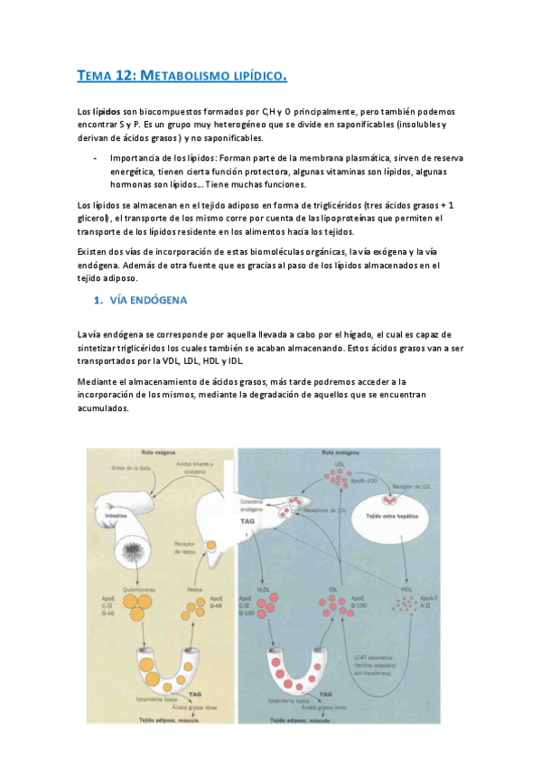 Miniatura del documento TEMA-12-BIOQUIMICA.pdf