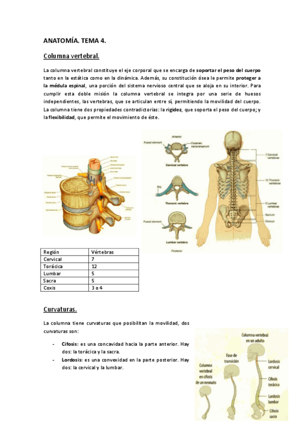 Miniatura del documento ANATOMÍA. Tema 4..pdf