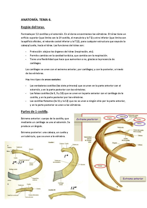 Miniatura del documento ANATOMÍA. Tema 6..pdf