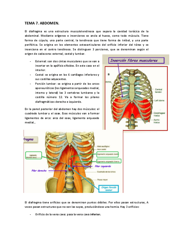 Miniatura del documento ANATOMÍA. Tema 7..pdf