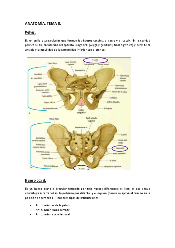Miniatura del documento ANATOMÍA. Tema 8..pdf