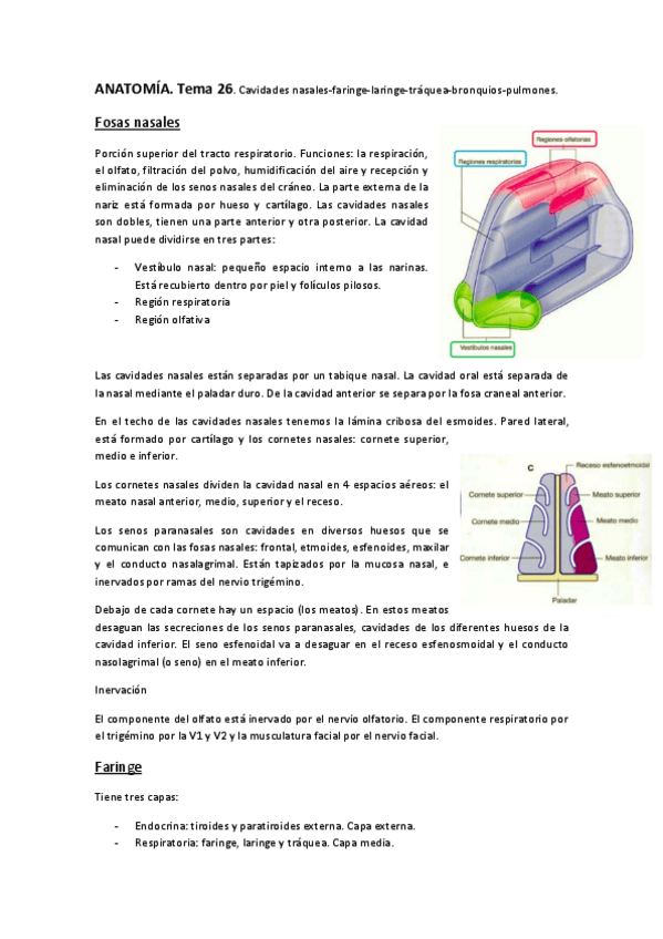 Miniatura del documento ANATOMÍA. Tema 26 27 y 28..pdf