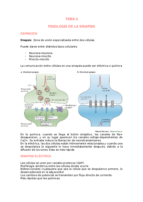 Miniatura del documento TEMA-6-SINAPSIS.docx