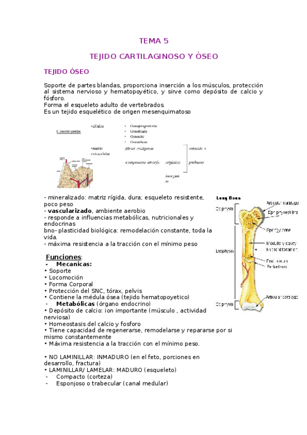Miniatura del documento Tema-5-HUESO.docx