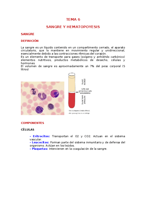 Miniatura del documento Tema-6-SANGRE.docx