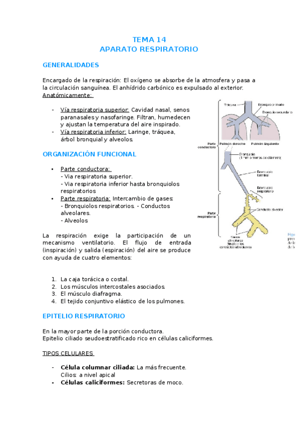 Miniatura del documento TEMA-14-APARATO-RESPIRATORIO.docx