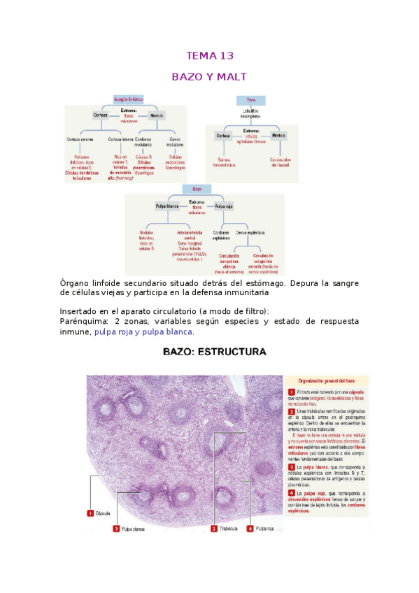 Miniatura del documento TEMA-13-BAZO.docx
