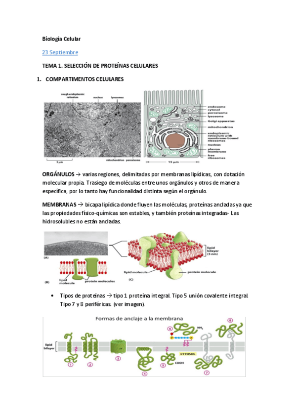 Miniatura del documento Tema 1 biología celular Ángel.pdf