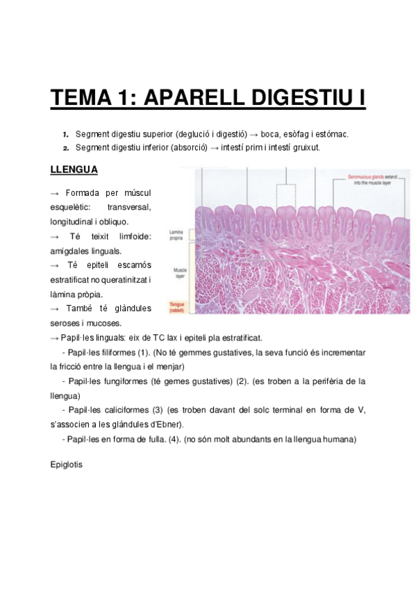 Miniatura del documento Histologia-examen-2-.pdf