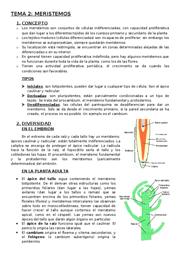 Miniatura del documento TEMA-2-MERISTEMOS.docx