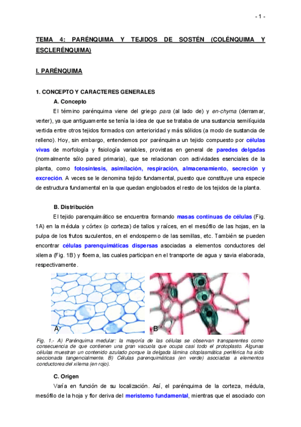 Miniatura del documento TEMA-4-PARENQUIMA-COLENQUIMA-ESCLERENQUIMA-Apuntes.pdf