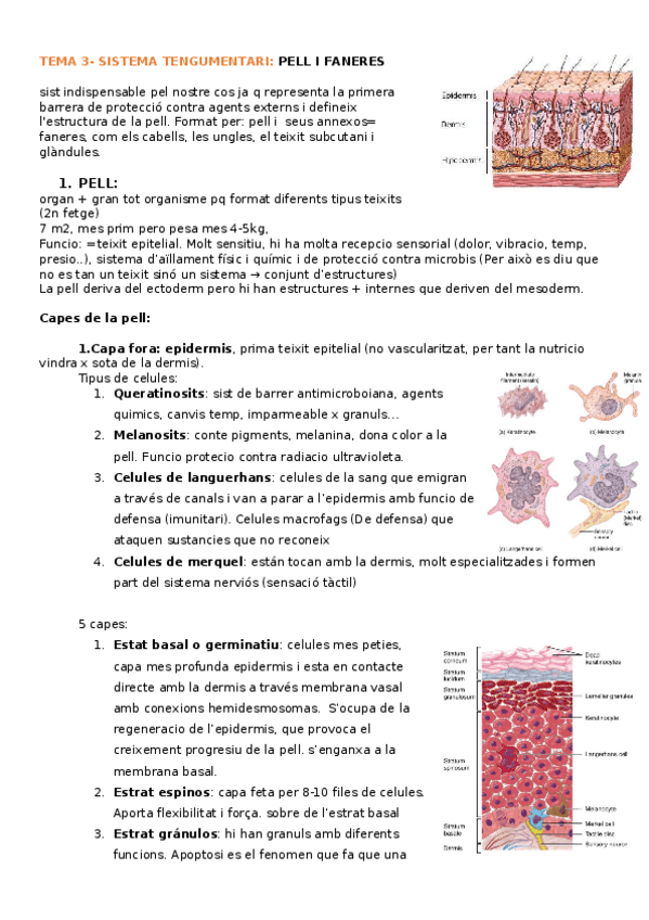 Miniatura del documento TEMA3-sistema-tengumentari.docx
