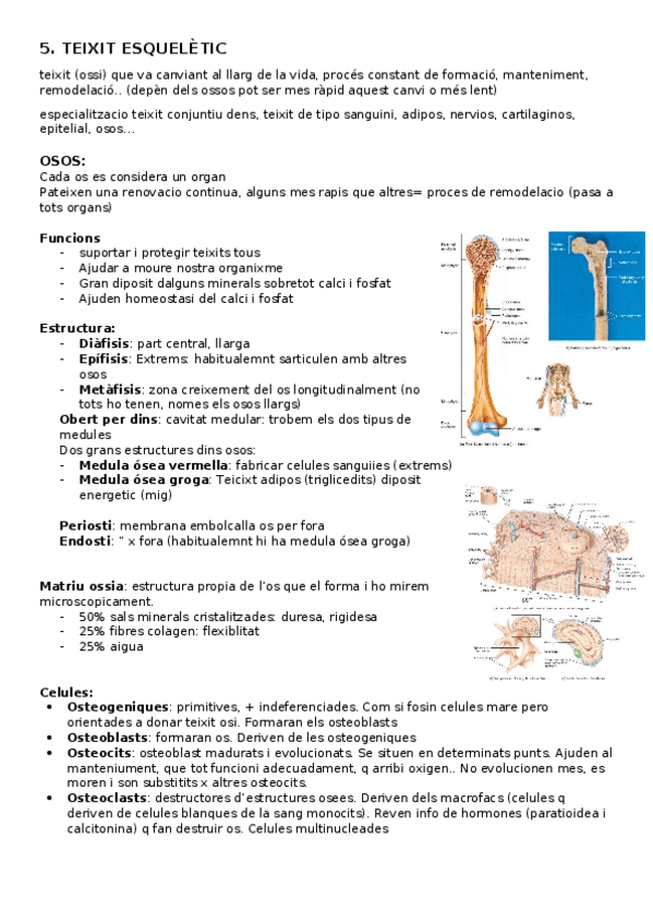 Miniatura del documento TEMA4-teixit-esqueletic.docx