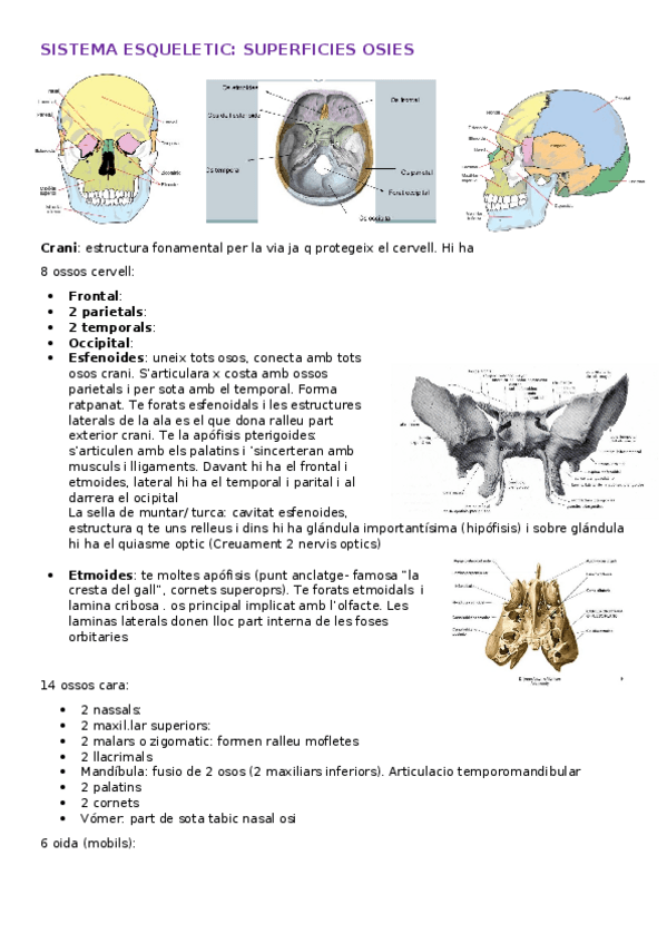 Miniatura del documento TEMA8-crani-sist-esqueletic.docx