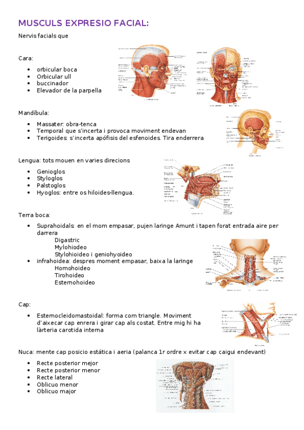 Miniatura del documento TEMA8-Musculs-expresio-facial.docx