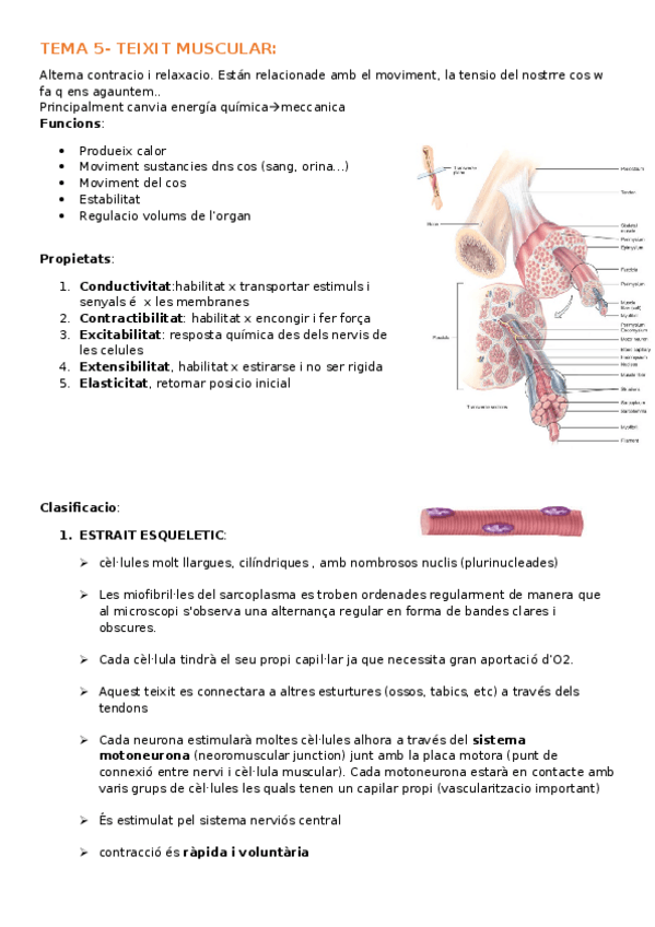 Miniatura del documento TEMA5-teixit-muscular.docx