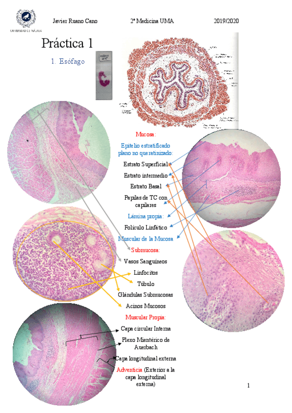 Miniatura del documento Practicas-unidas-Histologia-2.pdf