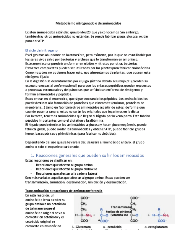 Miniatura del documento Tema-14-Metabolismo-nitrogenado-o-de-aminoacidos.pdf