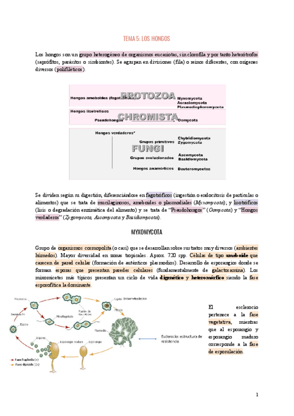 Miniatura del documento TEMA-5-LOS-HONGOS.pdf