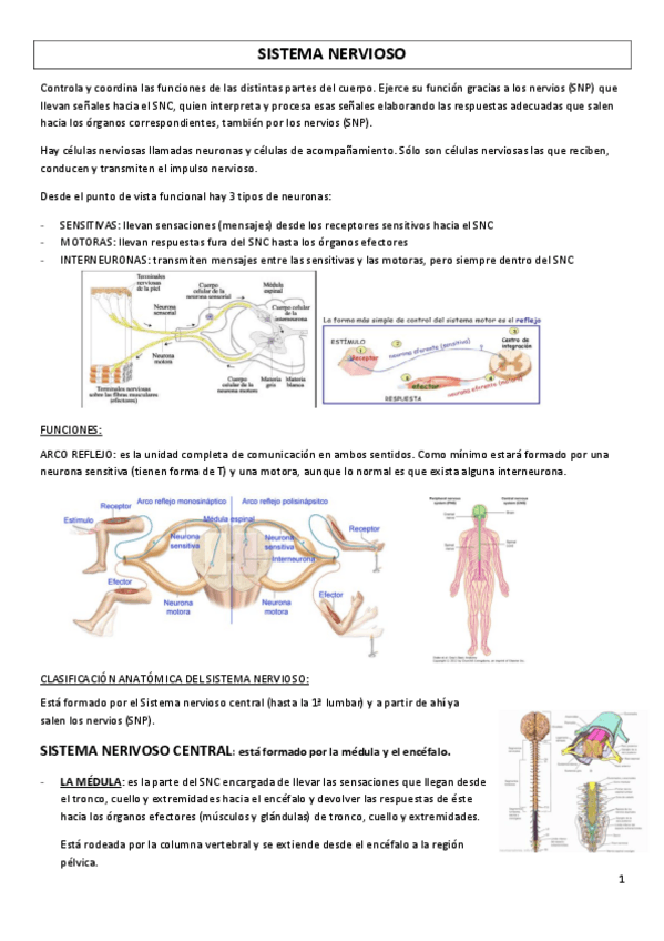 Miniatura del documento SISTEMA-NERVIOSO.pdf