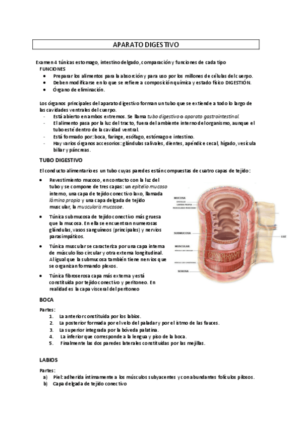 Miniatura del documento APARATO-DIGESTIVO.pdf