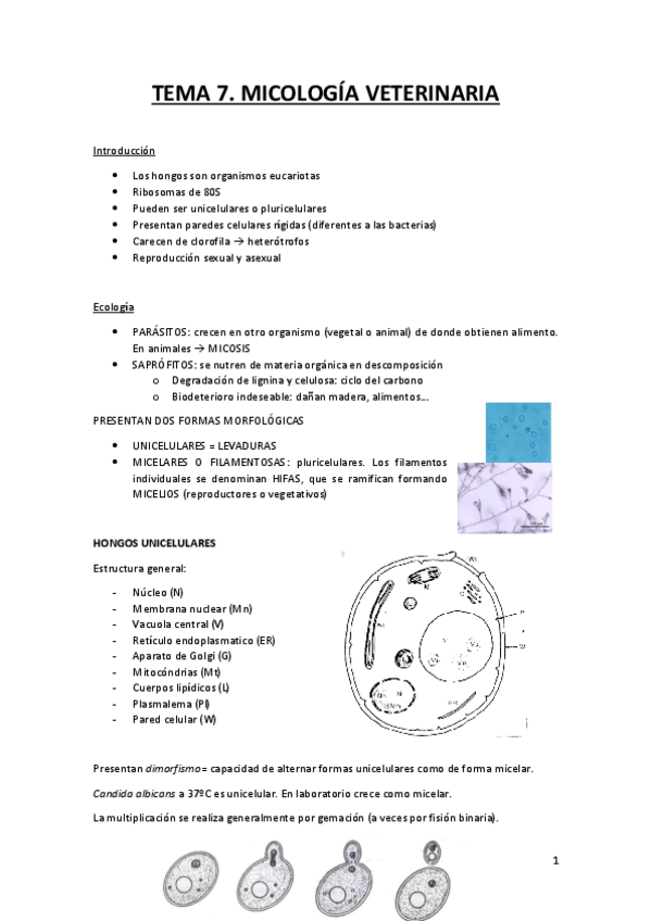 Miniatura del documento T7.pdf