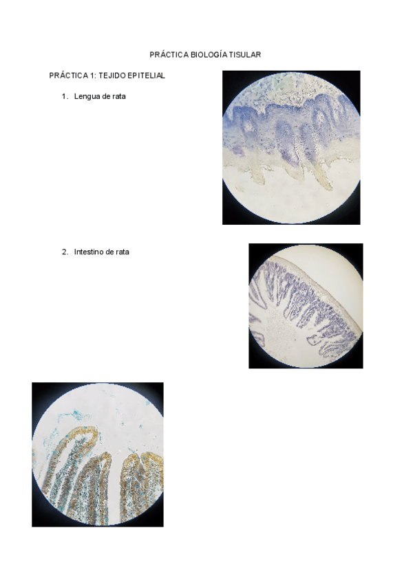 Miniatura del documento PRACTICAS-BIOLOGIA-TISULAR.pdf