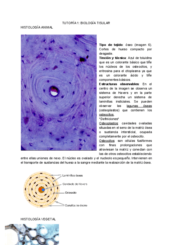 Miniatura del documento TUTORIA-1-BIOLOGIA-TISULAR.pdf