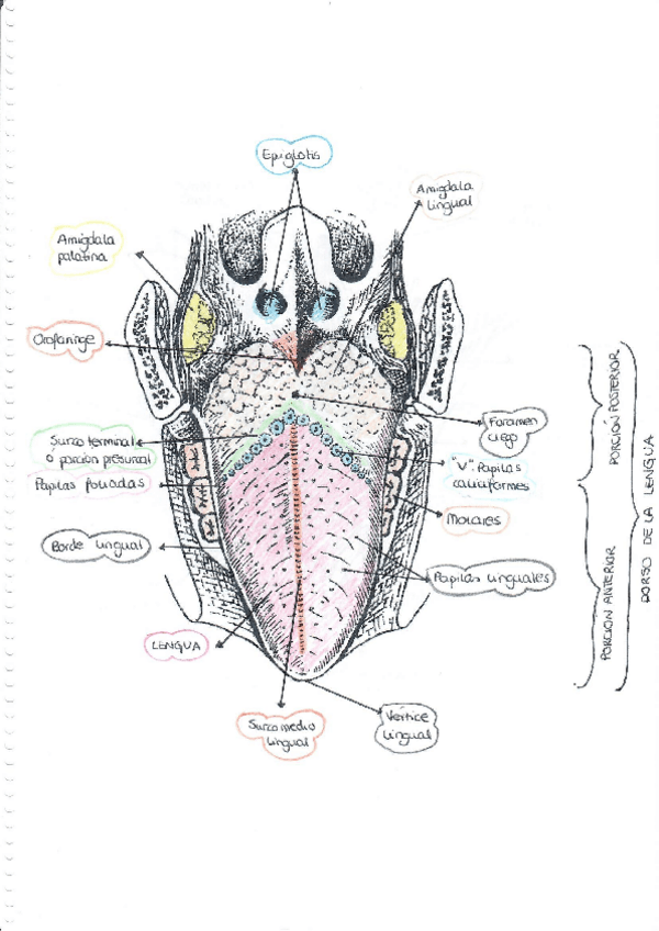 Miniatura del documento Trabajo aparato digestivo.pdf