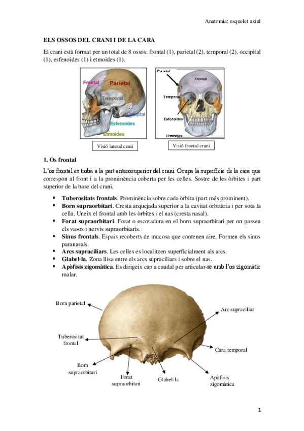 Miniatura del documento Els-ossos-del-crani-i-de-la-cara.pdf
