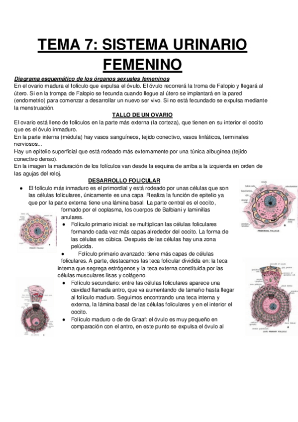 Miniatura del documento APARATO-REPRODUCTOR-FEMENINO.pdf