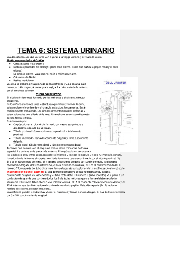 Miniatura del documento SISTEMA-URINARIO.pdf