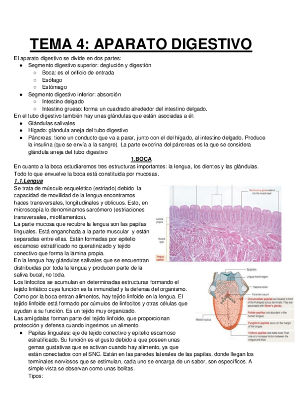 Miniatura del documento APARATO-DIGESTIVO.pdf