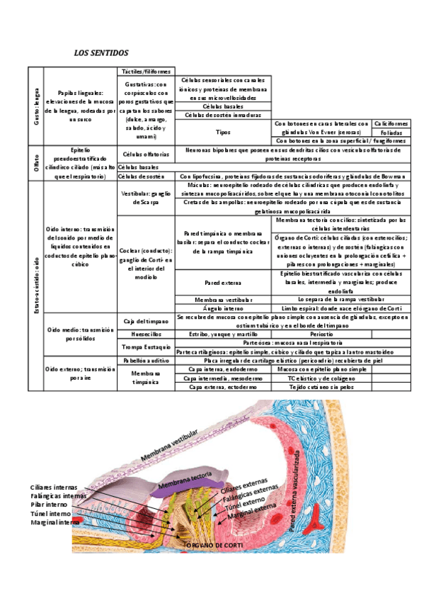 Miniatura del documento LOS-SENTIVOS-ESQUEMA.pdf