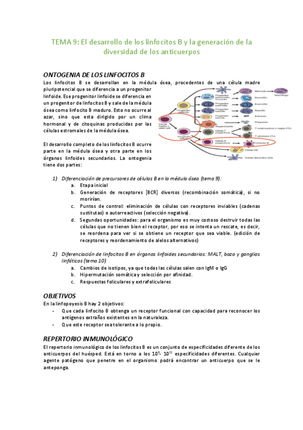 Miniatura del documento TEMA-9-Desarrollo-de-los-linfocitos-B-y-la-generacion-de-la-diversidad-de-los-anticuerpos.pdf