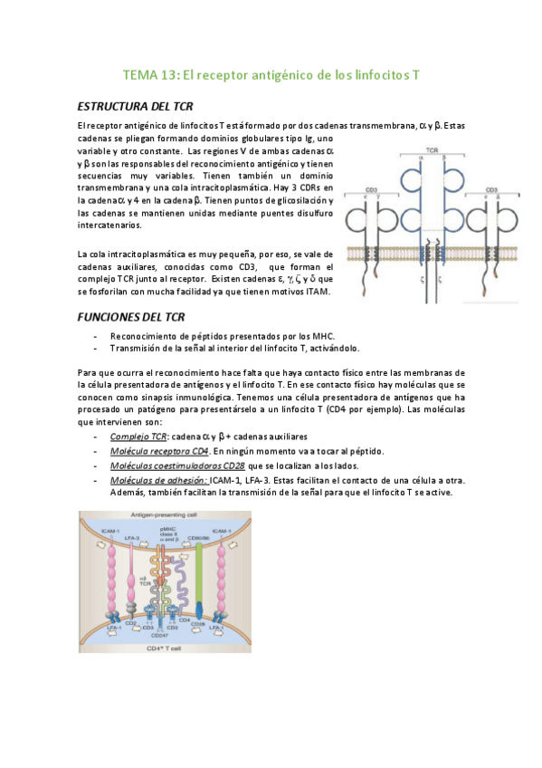 Miniatura del documento Tema-13-El-receptor-antigenico-de-los-linfocitos-T.pdf