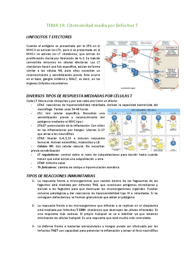 Miniatura del documento TEMA-19-Citotoxicidad-mediada-por-celulas-T.pdf
