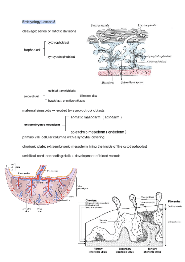 Miniatura del documento Anatomy-I-Embryo-Summary-.pdf