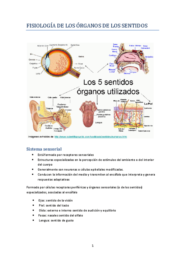 Miniatura del documento Fisiologia-de-los-organos-de-los-sentidos.pdf