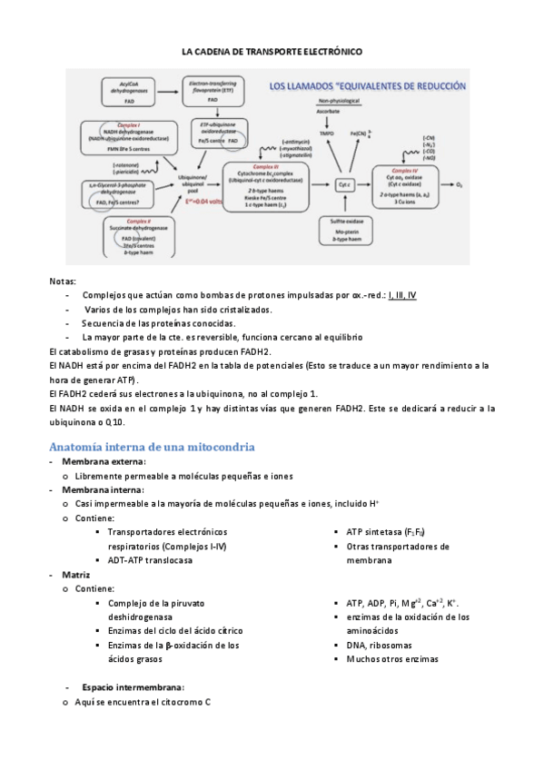 Miniatura del documento La cadena de transporte electrónico_ tema 9.pdf