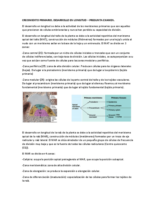 Miniatura del documento CRECIMIENTO-PRIMARIO-LONGITUD.pdf
