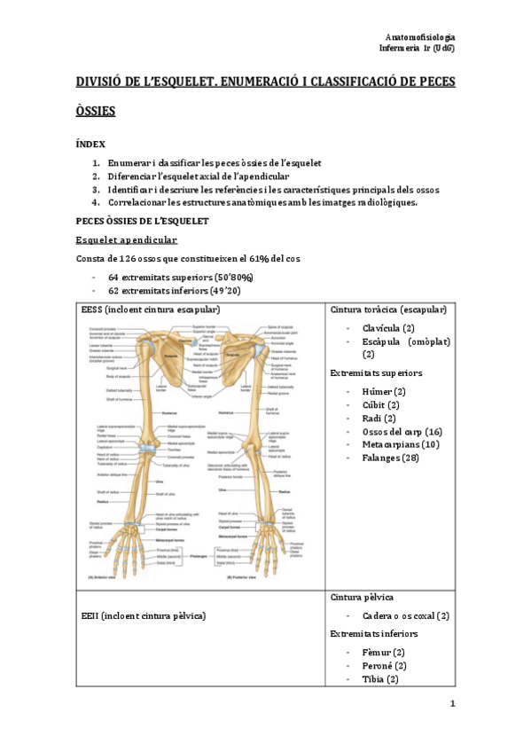 Miniatura del documento TEMA 2. Crani i cara.pdf