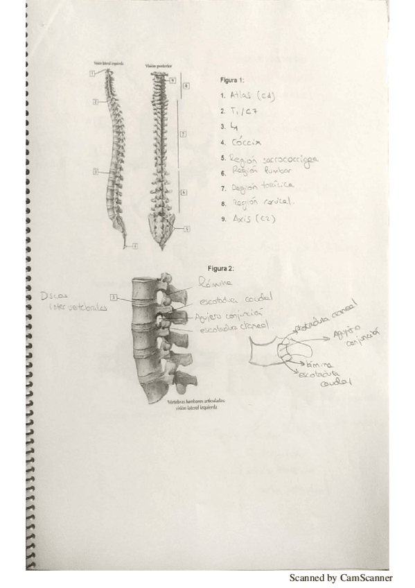 Miniatura del documento Ejercicios-practicas-anatomia.pdf