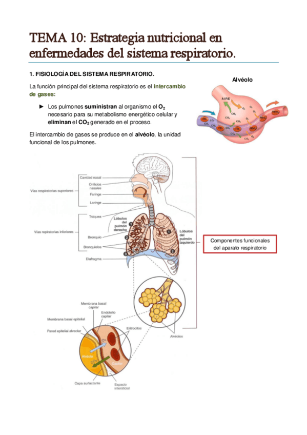 Miniatura del documento TEMA 10. Estrategia nutricioanl en enfermedades del sistema respiratorio..pdf