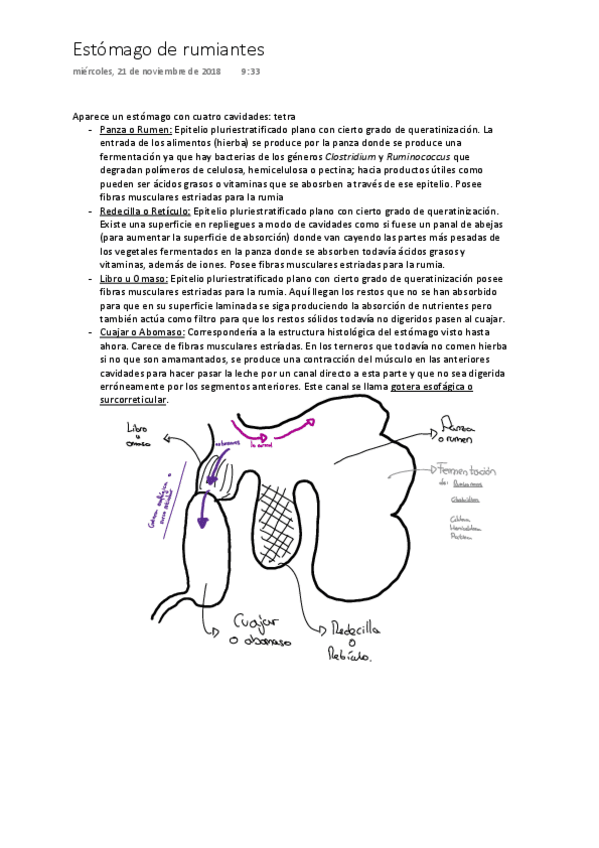 Miniatura del documento estomago-de-rumiantes.pdf
