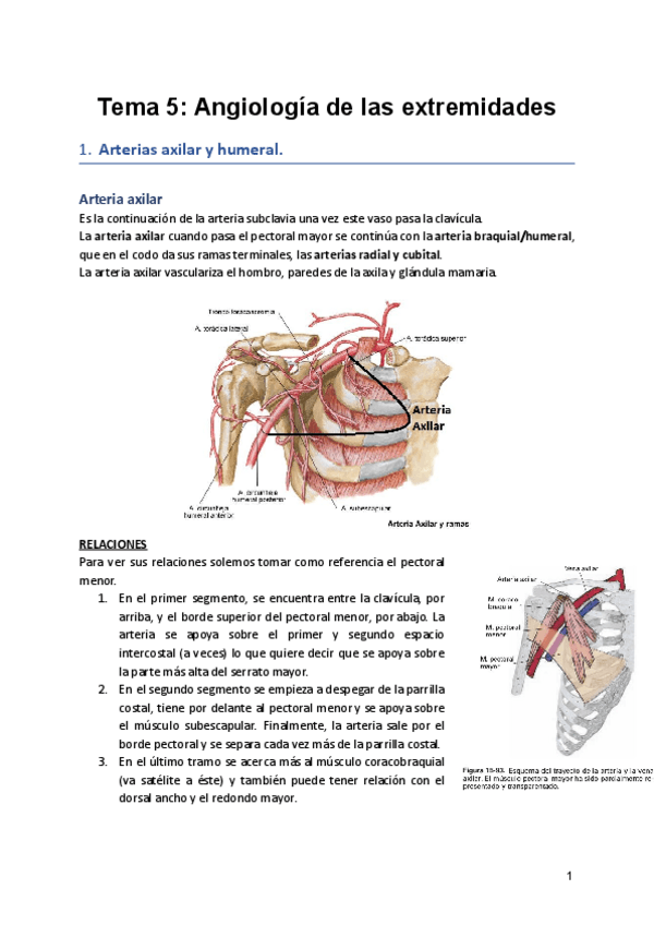 Miniatura del documento Tema-5-Angiologia-de-las-extremidades.pdf