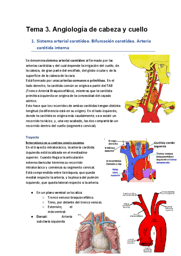 Miniatura del documento Tema-3-Angiologia-de-cabeza-y-cuello.pdf